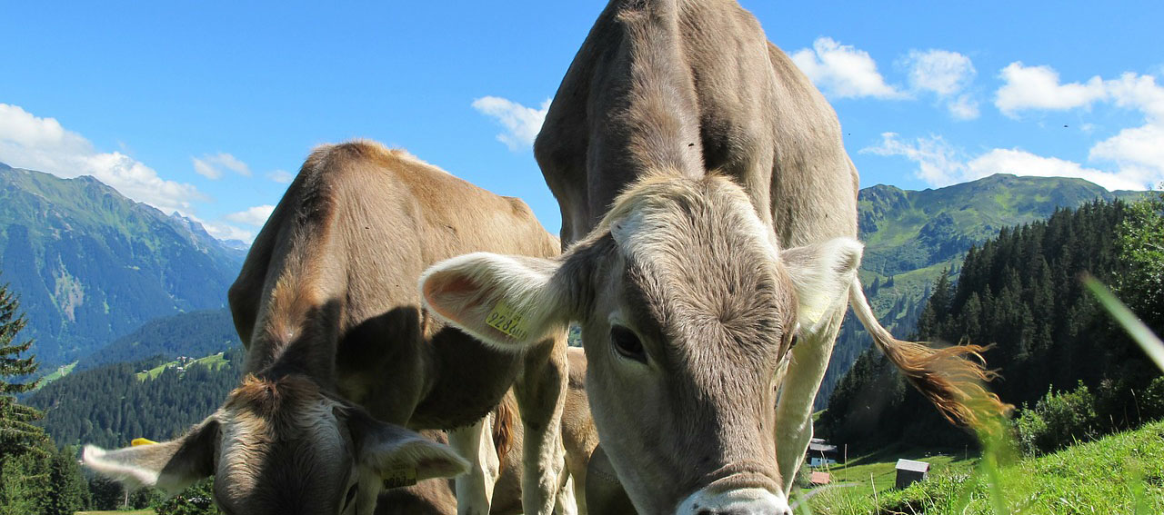ASOCIACIÓN AGROINDUSTRIAL FICALECHE DE SIMIJACA CUNDINAMARCA 